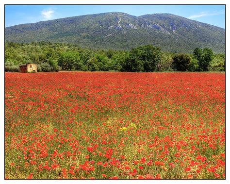 A Field Of Poppies In The Luberon France France Pinterest France