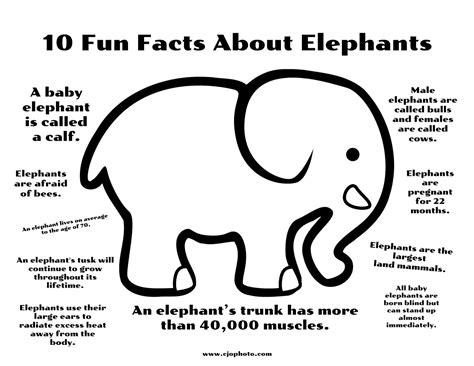Cjo Photo Fun Facts Coloring Page Elephants