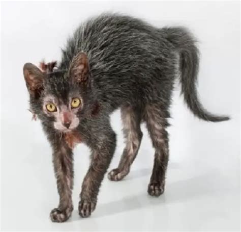 Lykoi Cat Breeders And Information