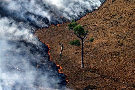 As Causas E Os Impactos Das Queimadas Na AmazÔnia Blog Gebana