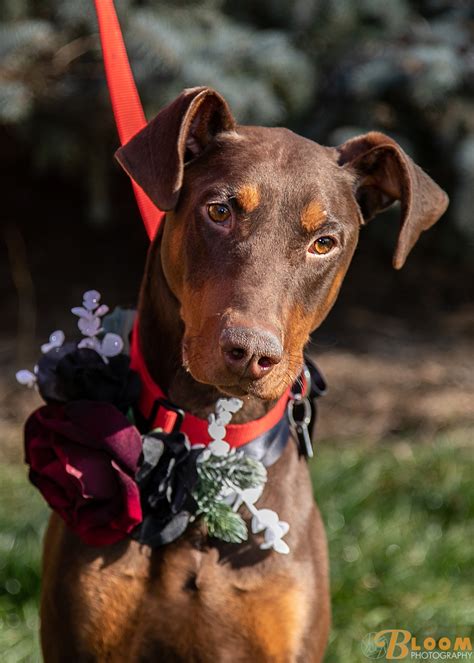 Males are larger, around 28 to 31 inches tall and up to 115 lbs. lake county illinois chicago adoptable dog idr illinois doberman rescue plus-3821 - Illinois ...