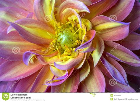 Pink Purple And Yellow Dahlia Stock Image Image Of Close Beauty