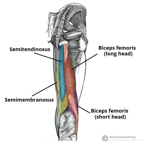 However, hamstring pulls can also occur at any place along the hamstring muscle bellies or in the tendons that attach the muscles to the bones. Muscles of the Posterior Thigh - Hamstrings - Damage ...
