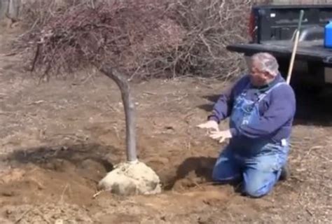Transplanting Japanese Maple Trees In 3 Easy Steps Mikes Backyard