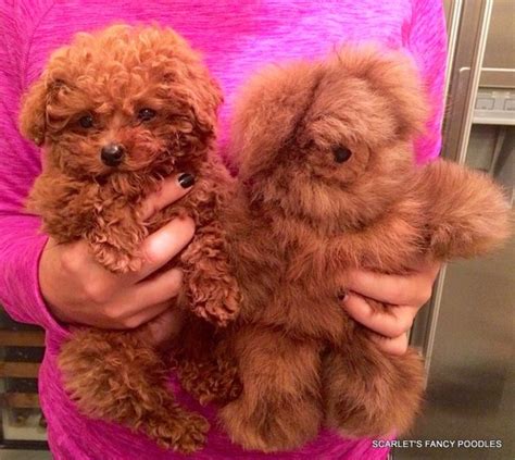 Teddy Bear Cut Grooming Styles For Poodles From Scarlet S Fancy Poodles