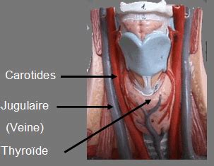 Anatomie circulation : Coronaires,Carotide,Aorte