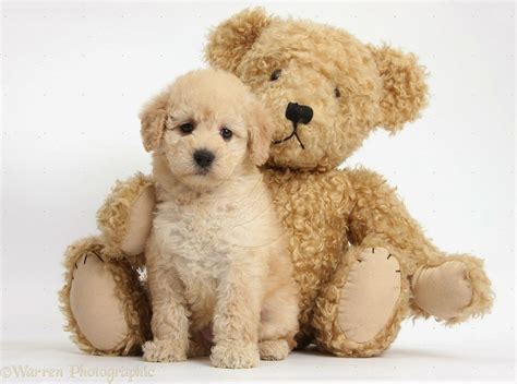 Shichon Teddy Bear Puppies For Sale Winter Season Safety Tips Bear