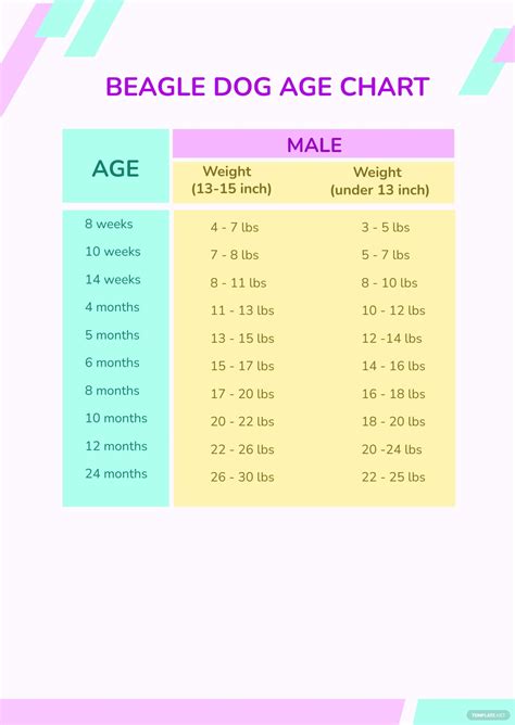 Free Beagle Dog Age Chart Download In Psd