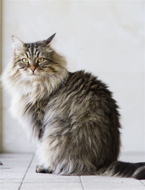 Adorable Long Haired Cat In The Garden Brown Tabby Siberian Breed Male