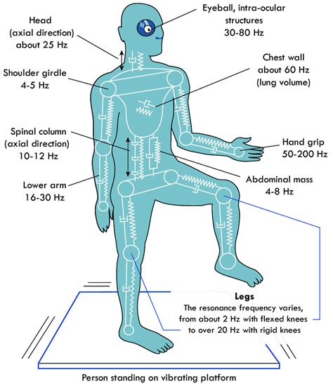 10 Resonance Frequencies For Different Body Segments Represented By A