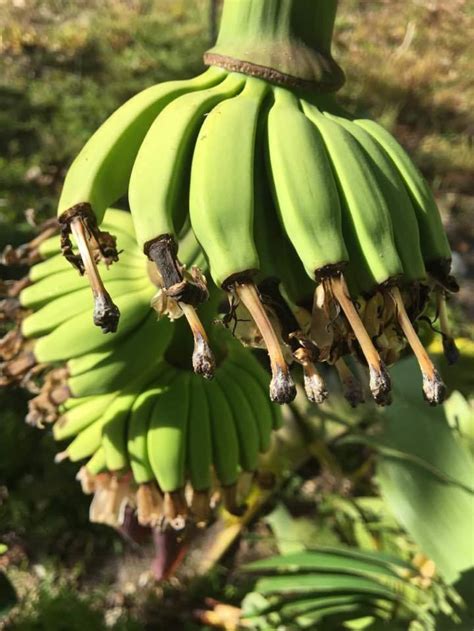 Veinte Cohol Banana Tree Fast Fruiting Edible Banana Plant Etsy