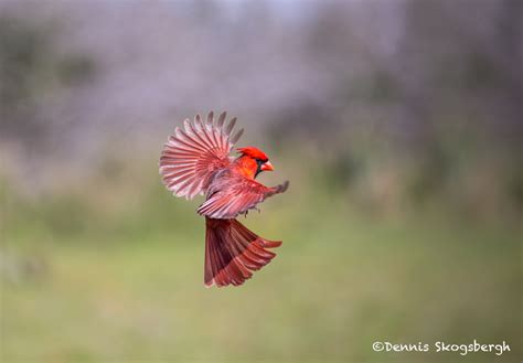 4169 Male Northern Cardinal Cardinalis Cardinalis Rio Grande Valley