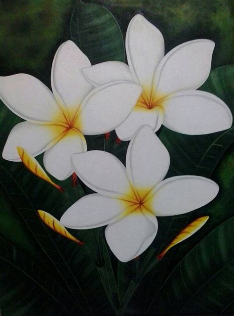 12 Sketsa Lukisan Bunga Kamboja Arti Gambar