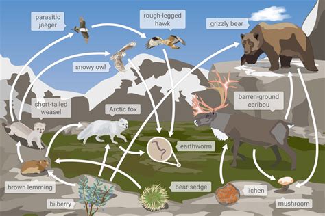 Food Chain Grizzly Bear Food Web Images