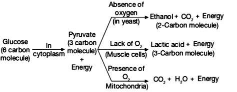 Differentiate Between Aerobic And Anaerobic Respiration Cbse Class