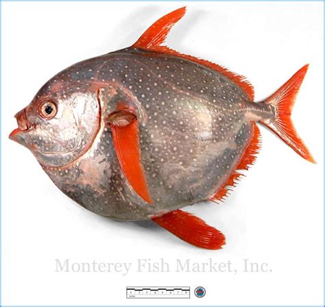 Opah Monterey Fish Market Seafood Index — Monterey Fish Market