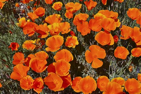 Arizona Wildflowers Regensburger Photography