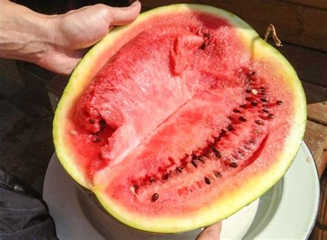 8 Ways To Find Nitrate In Watermelon