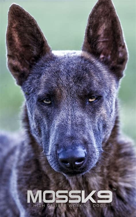 Blue Dutch Shepherd Moss K9 Malinois Puppies For Sale Dogs And Puppies
