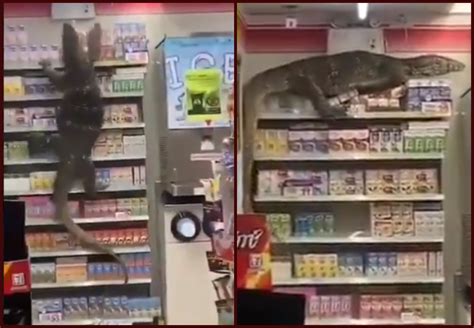 Whatever brand tickles your fancy, you must give the different variations of thai instant noodles a try! 'Godzilla' spotted shopping in a 7-11 store in Thailand ...
