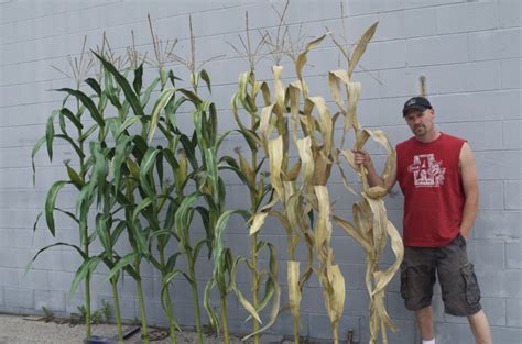 Beautiful Artificial Corn Stalks False Fig