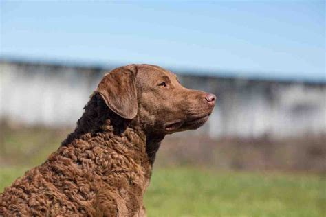 Are Chesapeake Bay Retrievers Affectionate Retriever Advice