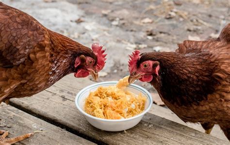 30 foods cats can and can't eat. Can Chickens Eat Squash - Furry Tips