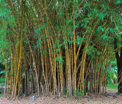 Learn where you can find bamboo trees for sale, plus get care, planting, and growing instructions for your bamboo tree. Transplanting Bamboo - How And When To Relocate Bamboos