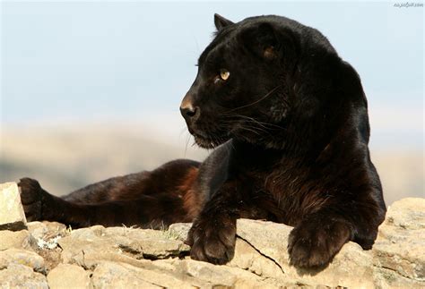 Black panthers are just black jaguars or leopards with melanistic traits. African Black Leopard | The Parody Wiki | FANDOM powered ...