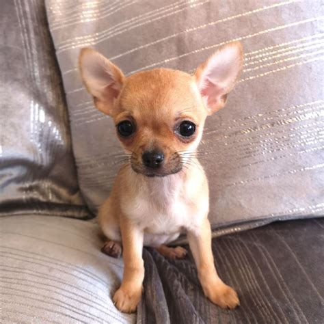 They are longer than they are tall, and their curved tail arcs over their back. Pedigree Apple Dome Chihuahua Puppies | Newport, Newport | Pets4Homes