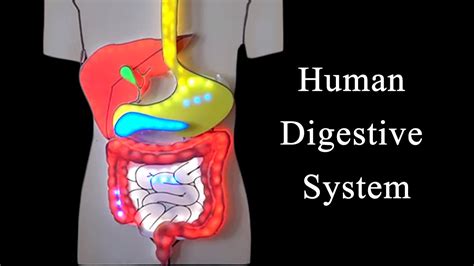 Human Digestive System How It Works See This Video Of A Model My XXX
