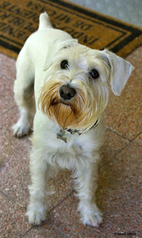 White Miniature Schnauzer Lucas White Miniature Schnauzer