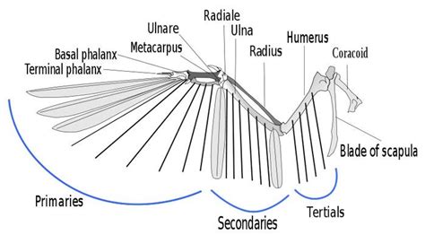anatomy-birds-wing – WildCare
