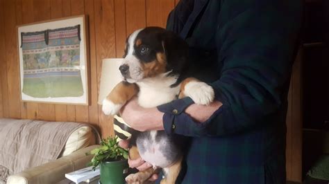 Entlebucher Mountain Dog Puppies For Sale Allendale Charter Township