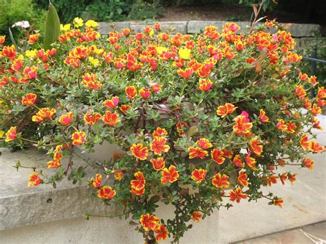 Mentha plants in general don't require much effort other than taking care of the if you're looking for a groundcover with less intense watering needs, try baby tears plant…it's beautiful and a bit easier to care for. Portulaca oleracea -- purslane | 1000 in 2020 | Ground ...