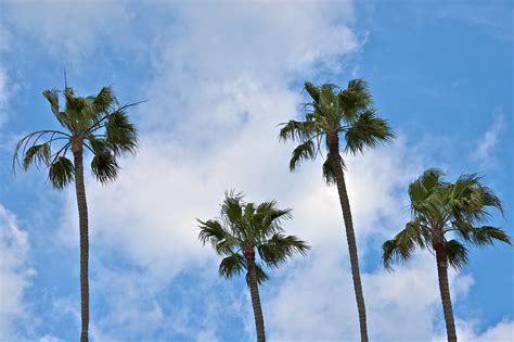 California Palms