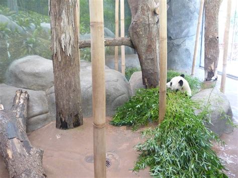 China Giant Panda Indoor Exhibit Zoochat