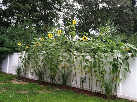 10 Sunflower Garden Ideas Simphome In 2020 Growing Sunflowers