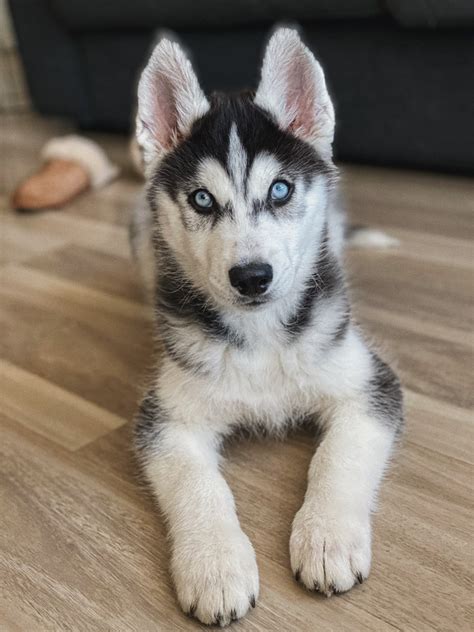 7 Best Steps In Training Your Husky Puppy Dog Training Advice Tips