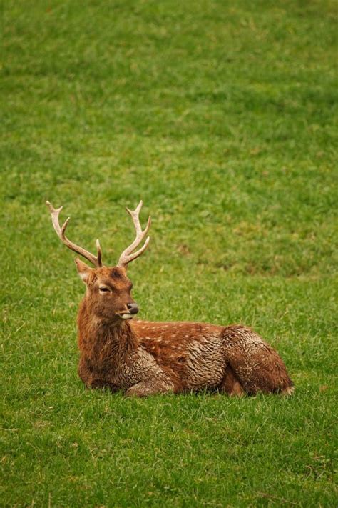 Free Images Grass Meadow Animal Wildlife Stag Pasture Grazing