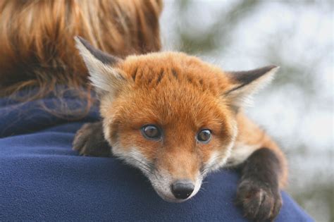 Can Foxes Kill Dogs