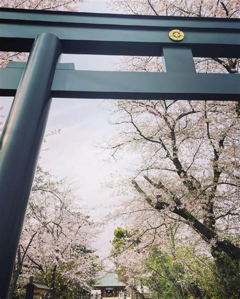 Shock Eyeさんのインスタグラム写真 Shock Eyeinstagram 「綺麗に儚く散る桜と松陰神社がとても素晴らしかったよ🌸 また来年会おうね。 それまで俺も頑張るよ 神社