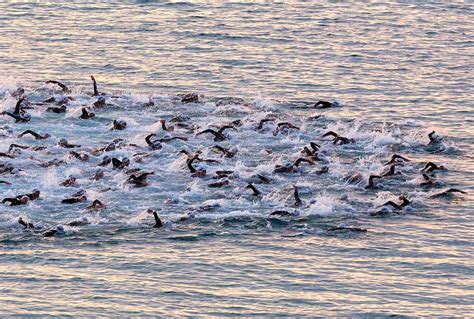 Learn To Swim Malibu Makos Surf Club