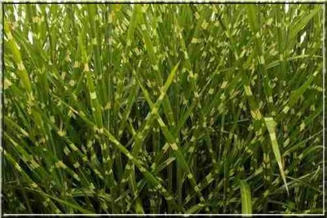 Miscanthus sinensis belongs to the decorative ornamental grasses with majestic silhouette. Miscanthus sinensis Strictus - Miskant chiński Strictus ...