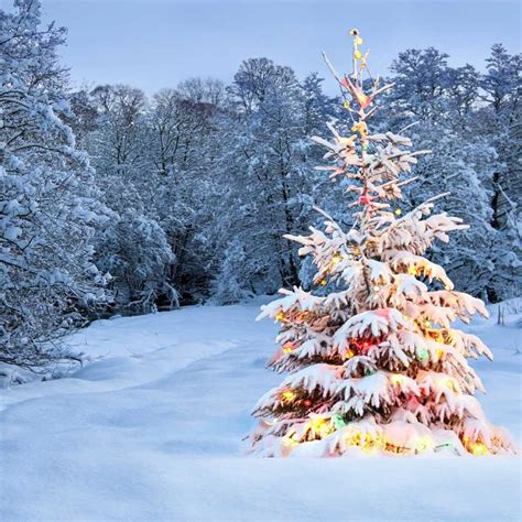 Printed Outdoor Snow Christmas Tree Lights Backdrop 842 Backdrop Outlet