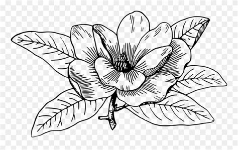 Hi all, here's a simple tutorial of how to draw a flower easy. Magnolia clipart line drawing, Magnolia line drawing ...