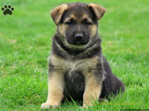 German shepherd puppies have a higher risk of developing a crippling form of canine hip dysplasia… if they're fed a dog food that contains too much calcium for their larger breed type.1. German Shepherd pups price in vadodara, German Shepherd ...