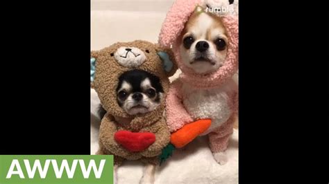 Chihuahuas Dress Up In Super Adorable Outfits Youtube