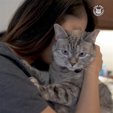 Meet Nala Cat Cats Of Instagram Loved Hangin With Nalacat Catch