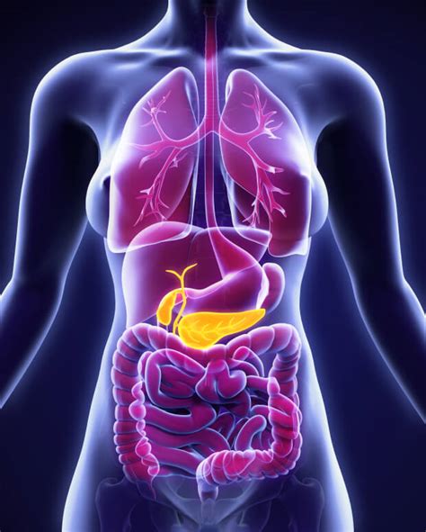 Imagenes De Sistema Digestivo Imagenes Images